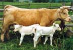 limousine