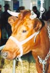 polska czerwona