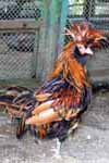 Bantamki padewskie