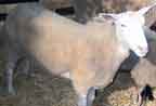 Okulska (polska owca dugowenista)