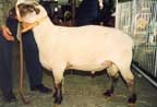 suffolk