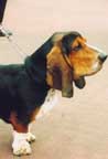 basset