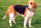 beagle