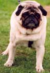 buldog angielski