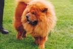 chow-chow
