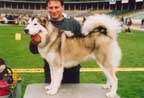 husky