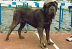 mastiff