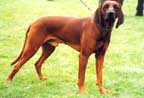 pointer