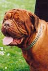 shar-pei