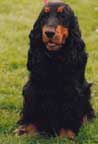 spaniel