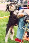 terrier