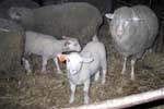 Mokrzeszw - 18.11.2006 r.