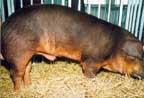 duroc