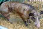 pietrain x duroc, wiek: 3 lata